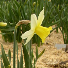 Amaryllidaceae Narcissus x hybridus hort. cv. Brunswick
