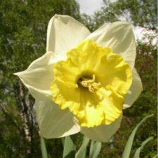 Narcissus x hybridus hort. cv. Brookville