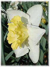 Амариллисовые Нарцисс гибридный  сорт Бруквил