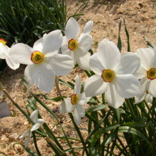 Амариллисовые Нарцисс гибридный  сорт Актея