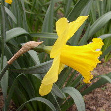 Amaryllidaceae Narcissus x hybridus hort. cv. Albert Schweizer