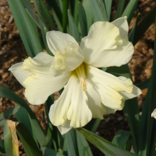 Narcissus x hybridus hort. cv. All Round