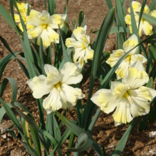 Amaryllidaceae Narcissus x hybridus hort. cv. All Round