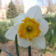 Narcissus x hybridus hort. cv. Alex Flaming