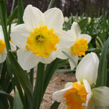 Amaryllidaceae Narcissus x hybridus hort. cv. Alex Flaming