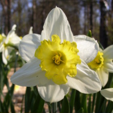 Narcissus x hybridus hort. cv. Aloquin