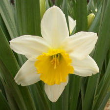 Amaryllidaceae Narcissus x hybridus hort. cv. Alceste