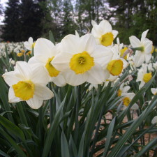 Amaryllidaceae Narcissus x hybridus hort. cv. Alayne