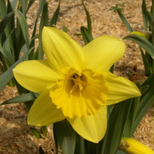 Narcissus x hybridus hort. cv. Agathon