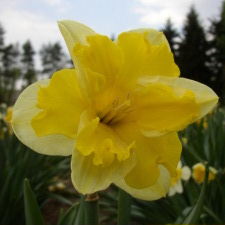 Narcissus x hybridus hort. cv. Baccarat