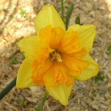 Narcissus x hybridus hort. cv. Arena