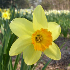 Narcissus x hybridus hort. cv. Bahram