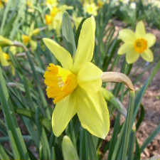 Amaryllidaceae Narcissus x hybridus hort. cv. Bahram