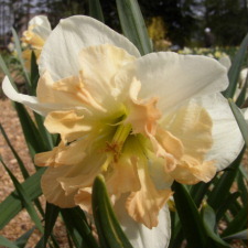 Amaryllidaceae Narcissus x hybridus hort. cv. Articol