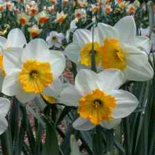 Narcissus x hybridus hort. cv. Aruba