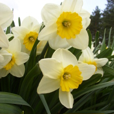 Amaryllidaceae Narcissus x hybridus hort. cv. Aruba