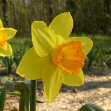 Narcissus x hybridus hort. cv. Armada