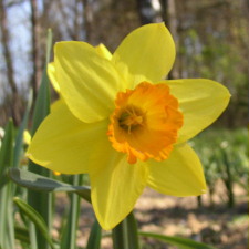 Amaryllidaceae Narcissus x hybridus hort. cv. Armada