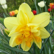 Amaryllidaceae Narcissus x hybridus hort. cv. Apotheose