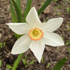 Narcissus x hybridus hort. cv. Audubon