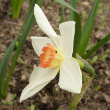Amaryllidaceae Narcissus x hybridus hort. cv. Audubon