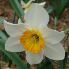Narcissus x hybridus hort. cv. Amor