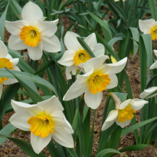 Amaryllidaceae Narcissus x hybridus hort. cv. Amor