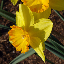 Amaryllidaceae Narcissus x hybridus hort. cv. Delibes
