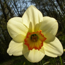 Amaryllidaceae Narcissus x hybridus hort. cv. Clamor