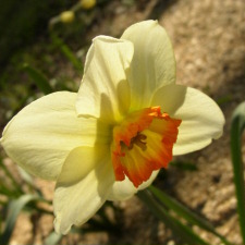 Amaryllidaceae Narcissus x hybridus hort. cv. Clamor