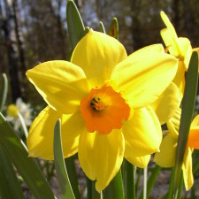 Amaryllidaceae Narcissus x hybridus hort. cv. Court Martial