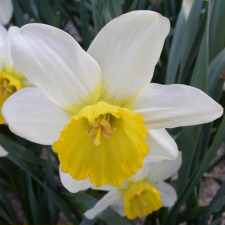 Amaryllidaceae Narcissus x hybridus hort. cv. Coral Dawn