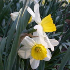 Amaryllidaceae Narcissus x hybridus hort. cv. Coral Dawn