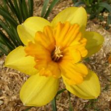 Amaryllidaceae Narcissus x hybridus hort. cv. Colorama