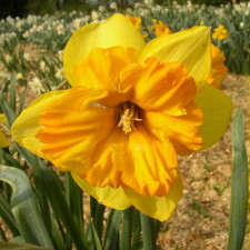 Amaryllidaceae Narcissus x hybridus hort. cv. Colorama