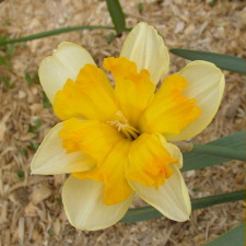 Amaryllidaceae Narcissus x hybridus hort. cv. Colorange