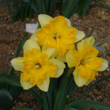 Amaryllidaceae Narcissus x hybridus hort. cv. Colorange