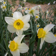 Amaryllidaceae Narcissus x hybridus hort. cv. Croesus