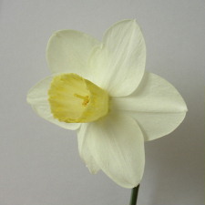 Amaryllidaceae Narcissus x hybridus hort. cv. Daviot