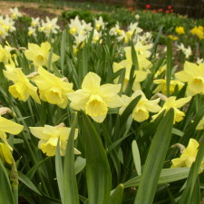 Amaryllidaceae Narcissus x hybridus hort. cv. Daydream