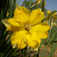 Амариллисовые Нарцисс гибридный  сорт Шантерель