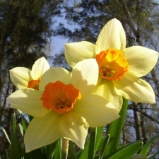Amaryllidaceae Narcissus x hybridus hort. cv. Dervish