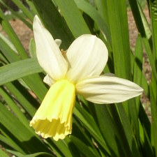 Amaryllidaceae Narcissus x hybridus hort. cv. Dove Wings