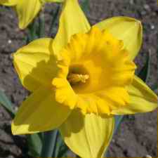Amaryllidaceae Narcissus x hybridus hort. cv. Dutch Master