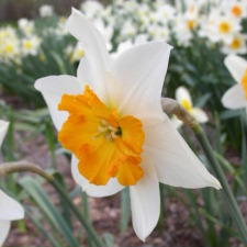 Amaryllidaceae Narcissus x hybridus hort. cv. Dick Wellband