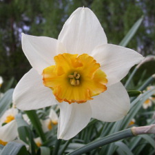 Amaryllidaceae Narcissus x hybridus hort. cv. Duke of Windsor