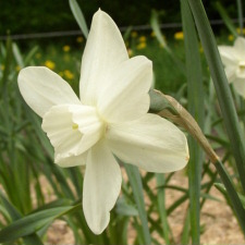 Amaryllidaceae Narcissus x hybridus hort. cv. Easter Moon