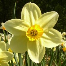 Amaryllidaceae Narcissus x hybridus hort. cv. Edward Buxton