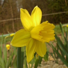 Narcissus x hybridus hort. cv. Carlton