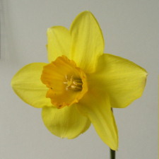 Narcissus x hybridus hort. cv. Carbineer